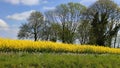 Rapeseed - Brassica napus subsp. napus, Norfolk, England, UK.