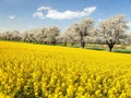 Rapeseed, canola or colza field brassica napus Royalty Free Stock Photo