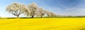 Rapeseed, canola or colza field brassica napus Royalty Free Stock Photo