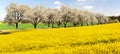 Rapeseed, canola or colza field brassica napus Royalty Free Stock Photo
