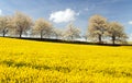 Rapeseed, canola or colza field brassica napus Royalty Free Stock Photo
