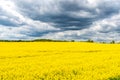 Rapeseed, canola or colza field at cloudy day in Poland. Rape seed is plant for green energy and oil industry Royalty Free Stock Photo