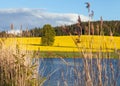 Rapeseed canola colza field landscape lake pond grass