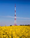 Rapeseed, canola or colza field in Latin Brassica Napus with beautiful clouds on sky, rape seed is plant for green energy and oil Royalty Free Stock Photo