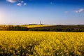 Rapeseed, canola or colza field in Latin Brassica Napus with beautiful clouds on sky, rape seed is plant for green energy and oil Royalty Free Stock Photo