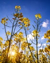 Rapeseed, canola or colza field in Latin Brassica Napus with beautiful clouds on sky, rape seed is plant for green energy and oil Royalty Free Stock Photo