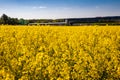Rapeseed, canola or colza field in Latin Brassica Napus with beautiful clouds on sky, rape seed is plant for green energy and oil Royalty Free Stock Photo