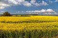 Rapeseed canola or colza field in Latin Brassica Napus Royalty Free Stock Photo