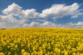 Rapeseed canola or colza field in Latin Brassica Napus Royalty Free Stock Photo