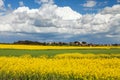 Rapeseed, canola or colza field in Latin Brassica Napus