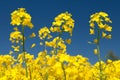 Rapeseed canola or colza field in latin Brassica Napus Royalty Free Stock Photo