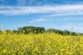 Rapeseed, canola or colza field in Latin Brassica Napus, rape seed is plant for green energy and oil industry. Flowering Royalty Free Stock Photo