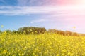 Rapeseed, canola or colza field in Latin Brassica Napus, rape seed is plant for green energy and oil industry. Flowering Royalty Free Stock Photo