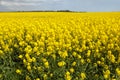 Rapeseed, canola or colza field in Latin Brassica Napus Royalty Free Stock Photo