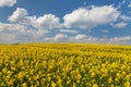 Rapeseed canola or colza field in Latin Brassica Napus Royalty Free Stock Photo