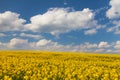 Rapeseed canola or colza field in Latin Brassica Napus Royalty Free Stock Photo