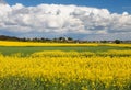 Rapeseed, canola or colza field in Latin Brassica Napus