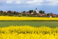 Rapeseed, canola or colza field in Latin Brassica Napus