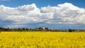 Rapeseed, canola or colza field in Latin Brassica Napus