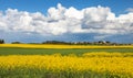 Rapeseed, canola or colza field in Latin Brassica Napus