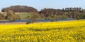 Rapeseed, canola or colza field in Latin Brassica Napus Royalty Free Stock Photo