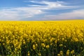 Rapeseed, canola or colza field in Latin Brassica Napus Royalty Free Stock Photo