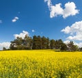 Rapeseed, canola or colza field in Latin Brassica Napus Royalty Free Stock Photo