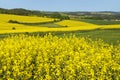 Rapeseed, canola or colza field in Latin Brassica Napus Royalty Free Stock Photo