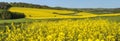 Rapeseed, canola or colza field in Latin Brassica Napus Royalty Free Stock Photo