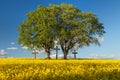 Rapeseed, canola or colza field in Latin Brassica Napus