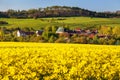 Rapeseed canola colza field Brassica Napus village Royalty Free Stock Photo