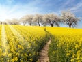 Rapeseed, canola or colza field Royalty Free Stock Photo