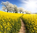 Rapeseed, canola or colza field with parhway Royalty Free Stock Photo