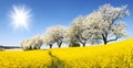 Rapeseed, canola or colza field with parhway