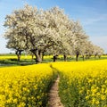 Rapeseed canola colza field pathhway alley cherry trees