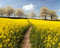 Rapeseed canola colza field pathhway alley cherry trees Royalty Free Stock Photo