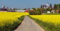 Rapeseed, canola or colza field, rural road and village Royalty Free Stock Photo