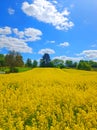 Rapeseed, canola or colza field in Stasin, Poland, rape seed is plant for green energy and oil industry, springtime Royalty Free Stock Photo