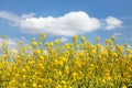 Rapeseed canola or colza golden flowering field