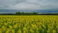 Rapeseed, canola or colza in Latin Brassica Napus, rape seed is plant for green energy and oil industry, springtime golden Royalty Free Stock Photo