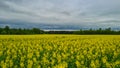 Rapeseed, canola or colza in Latin Brassica Napus, rape seed is plant for green energy and oil industry, springtime golden Royalty Free Stock Photo