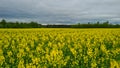 Rapeseed, canola or colza in Latin Brassica Napus, rape seed is plant for green energy and oil industry, springtime golden Royalty Free Stock Photo