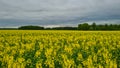 Rapeseed, canola or colza in Latin Brassica Napus, rape seed is plant for green energy and oil industry, springtime golden Royalty Free Stock Photo