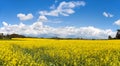 Rapeseed canola colza yellow field Brassica Napus Royalty Free Stock Photo