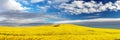 Rapeseed canola colza yellow field Brassica Napus Royalty Free Stock Photo