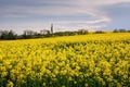 Rapeseed, canola or colza yellow field in Latin Brassica Napus with beautiful clouds on sky Royalty Free Stock Photo