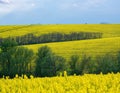 Rapeseed, canola or colza yellow field in Latin Brassica Napus with beautiful clouds on sky Royalty Free Stock Photo