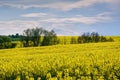 Rapeseed, canola or colza yellow field in Latin Brassica Napus with beautiful clouds on sky Royalty Free Stock Photo