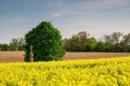 Rapeseed, canola or colza yellow field in Latin Brassica Napus with beautiful clouds on sky Royalty Free Stock Photo