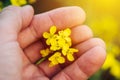 Rapeseed canola flower in farmers hand